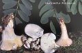 Pseudoclitopilus rhodoleucus-amf1242